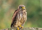 Wild Kestrel in the Rain - Judy Smith (Open).jpg